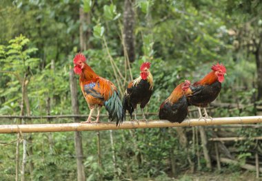 Bambu dalında horozlar