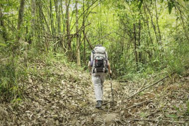 bir bambu ormanda yürüyen kadın