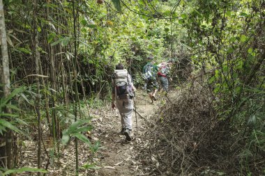 bir bambu ormanda yürüyen kadın