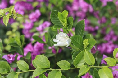 beyaz çiçek ve mor çiçekler