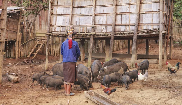 Женщина кормит свиней — стоковое фото