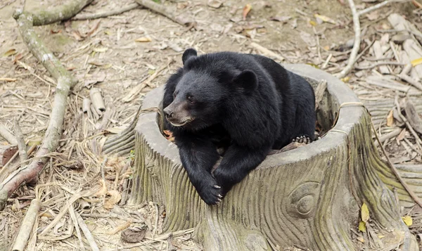 Μαύρη αρκούδα — Φωτογραφία Αρχείου