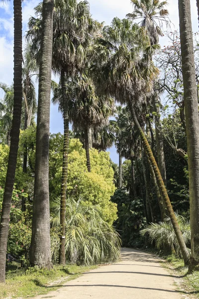 Botanic garden in lisbon — Stock Photo, Image