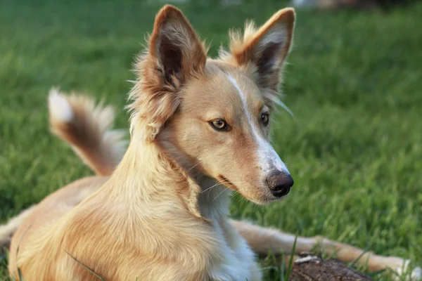 Young podenco — Stock Photo, Image