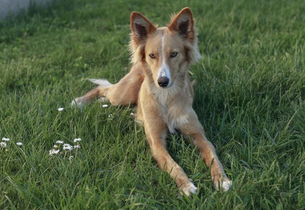 Podenco joven —  Fotos de Stock