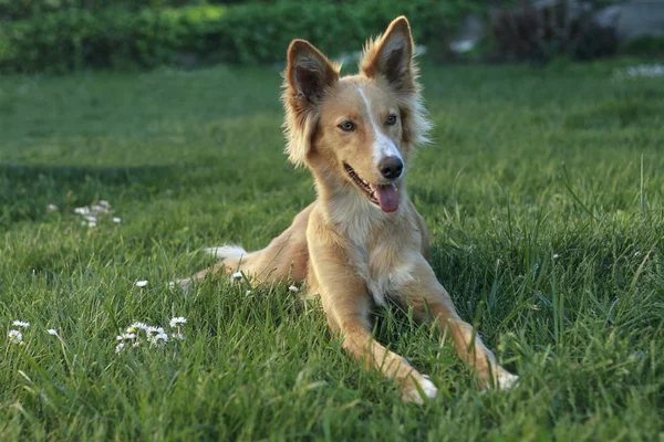 Unga podenco — Stockfoto