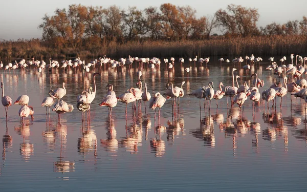 Flamingos — Stock fotografie