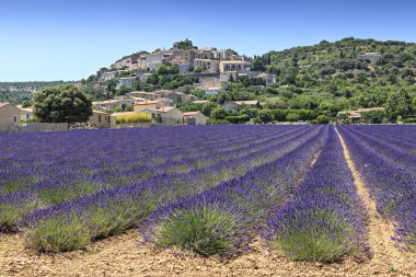 lavenders fields