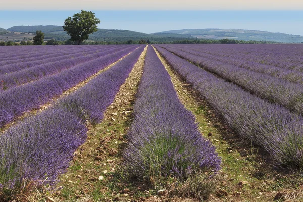 Lima di lavanda — Foto Stock