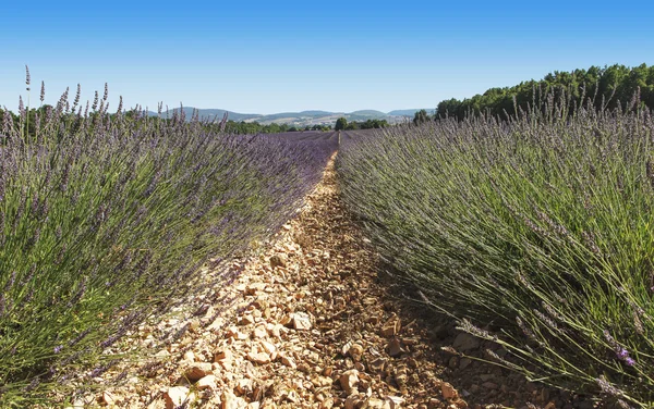 Lima di lavanda — Foto Stock