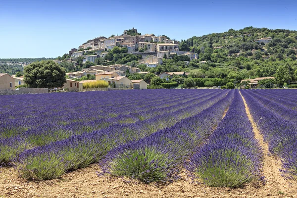 Campi di lavande — Foto Stock