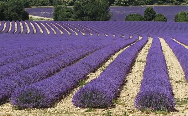 Campo di lavande — Foto Stock