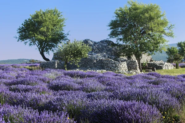 Lavenders campo — Fotografia de Stock