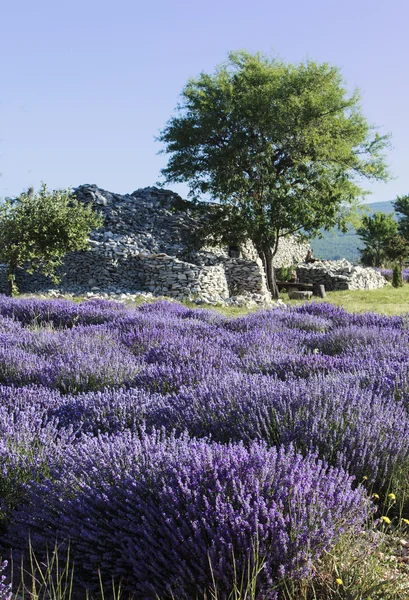 Lavendels veld — Stockfoto