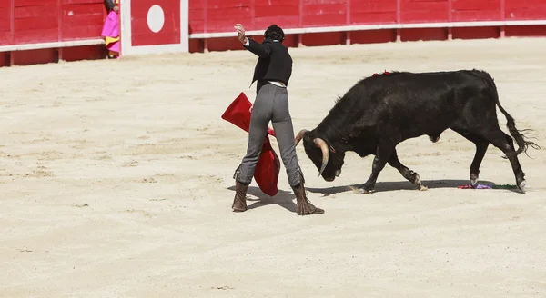 Corrida — Stockfoto