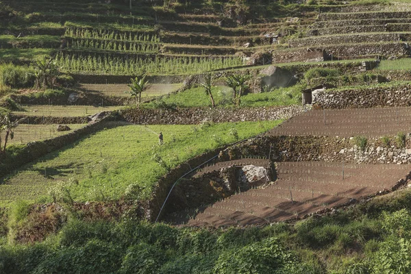 Groenten tuinen in Indonesië — Stockfoto