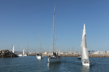 Limanda