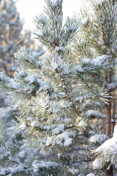 Winter christmas background — Stock Photo, Image