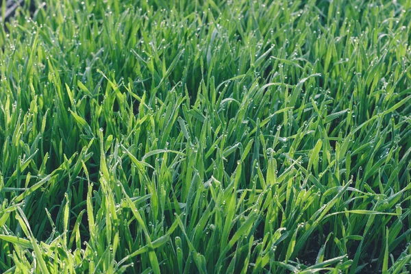 Verse groene tarwe gras — Stockfoto