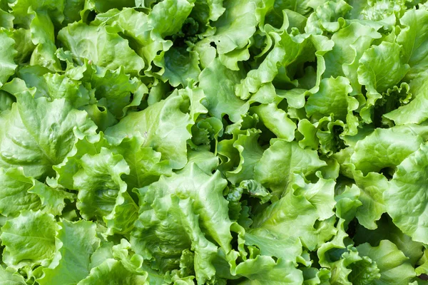 Primer plano de lechuga verde — Foto de Stock