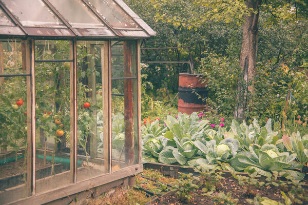 Vegetable garden in july