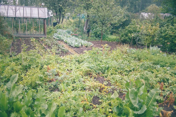 Vegetable garden in july — Stock Photo, Image