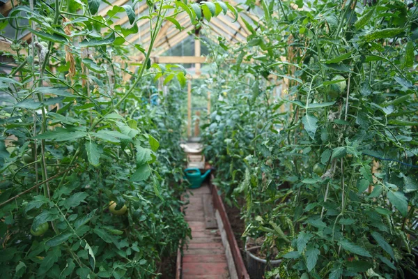 Plantas de tomates —  Fotos de Stock