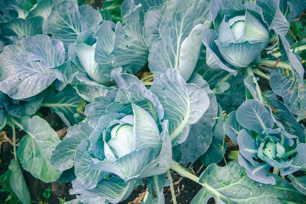 Kohl im Garten — Stockfoto