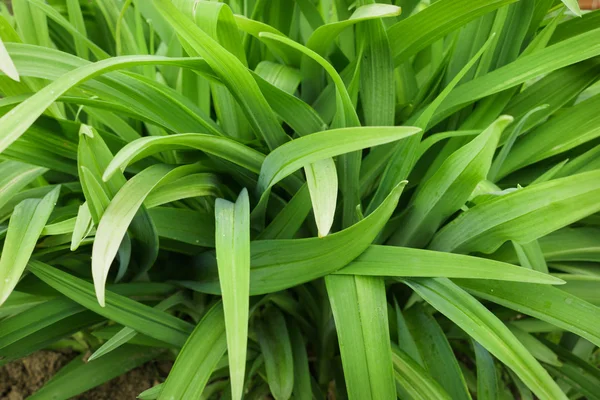 Långa blad av blommor — Stockfoto