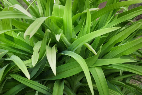 Long leaves of flowers — Stock Photo, Image