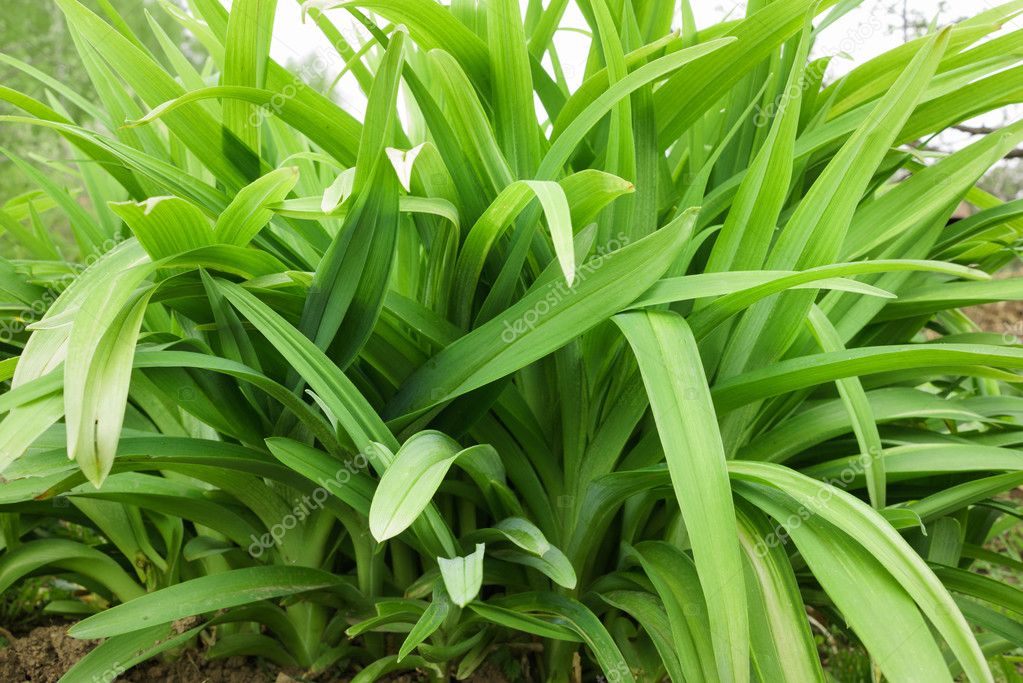 Long leaves of flowers — Stock Photo © Supertrooper #110857508