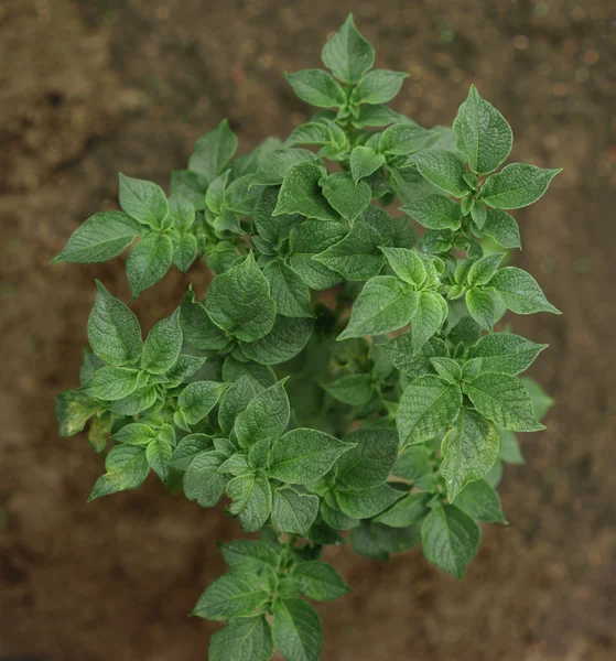 Tumbuh kentang close-up — Stok Foto