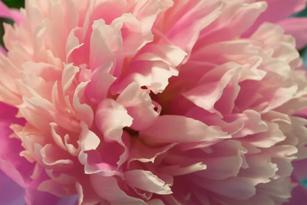Roze pioen macro — Stockfoto