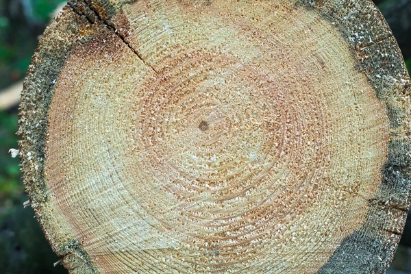 Cross section of tree stump