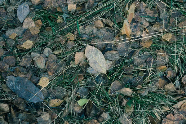 Torra blad på marken — Stockfoto