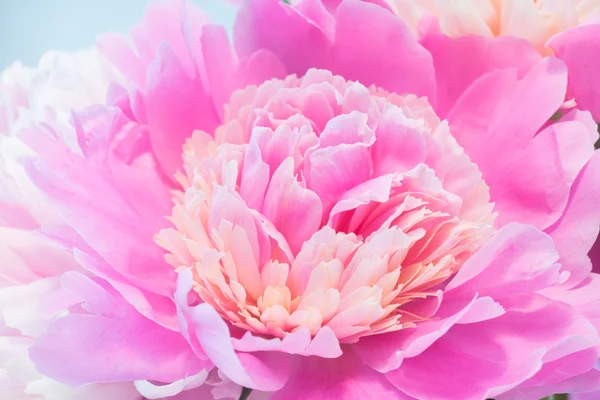 Close-up van roze pioenroos — Stockfoto