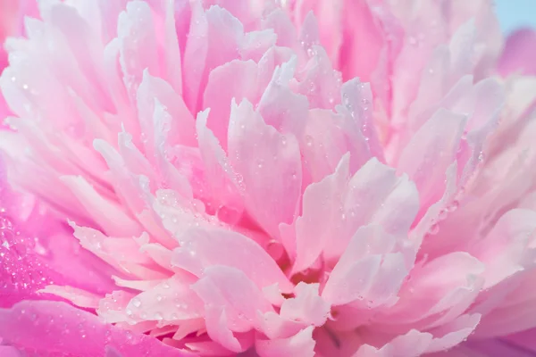 Primo piano di peonia rosa — Foto Stock