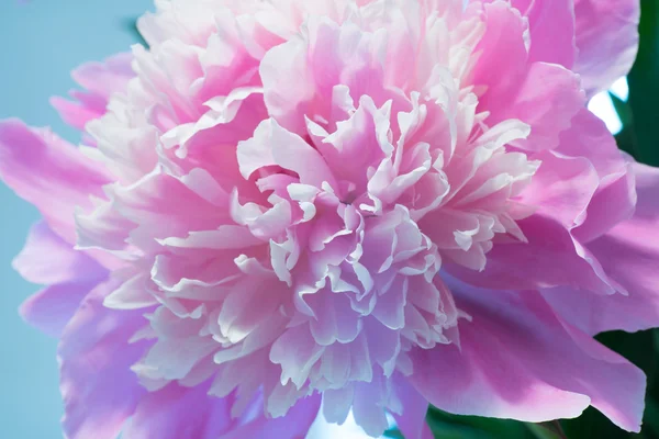 Colorful Peony Flower
