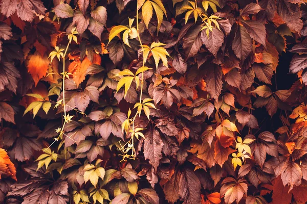 Autumn Virginia Creeper — Stock Photo, Image