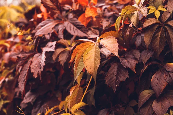 Herfst virginia klimplant — Stockfoto