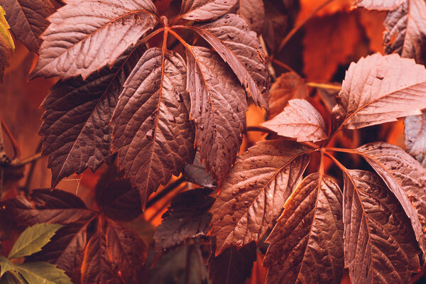 Autumn Virginia Creeper