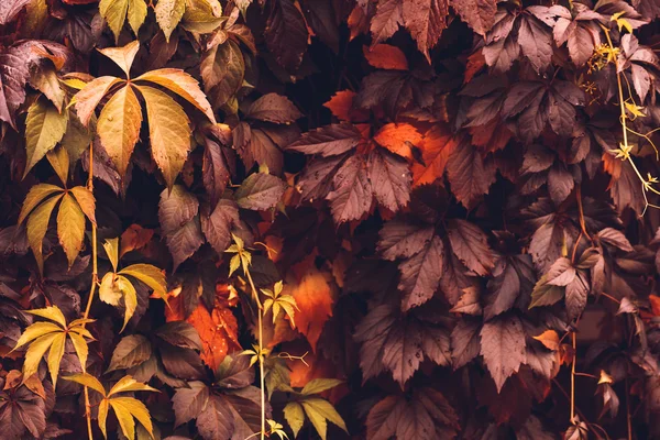 Sonbahar asması — Stok fotoğraf