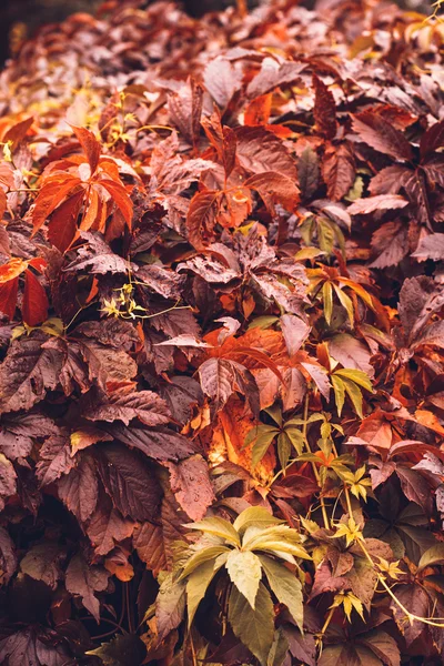 Herfst virginia klimplant — Stockfoto