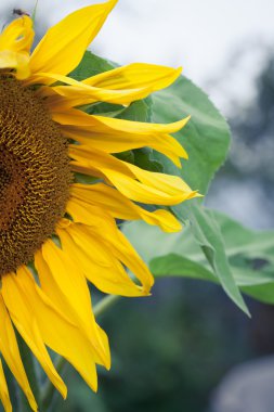 Ayçiçeği closeup arka plan