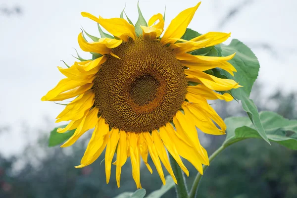 Girasoli in fiore — Foto Stock