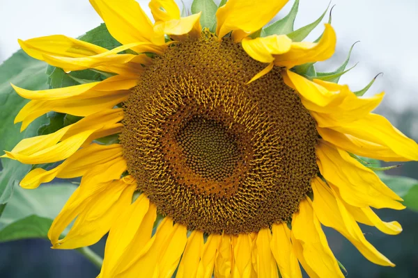 Fondo de primer plano girasol —  Fotos de Stock