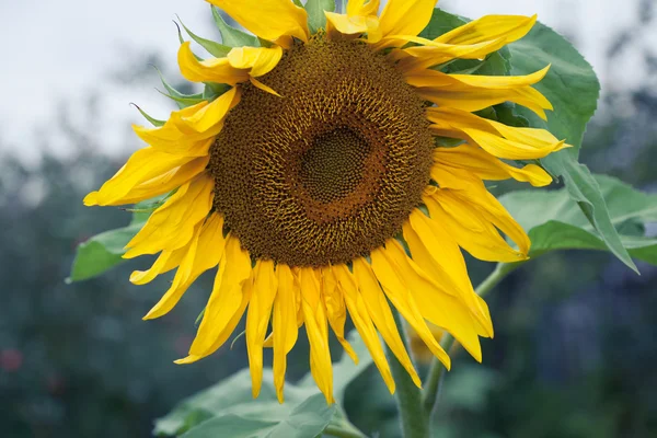 Girasoli in fiore — Foto Stock