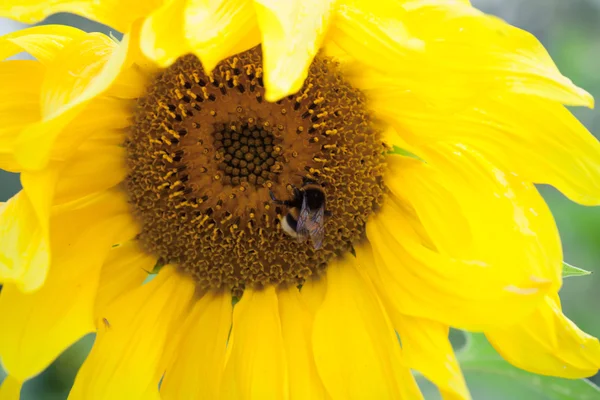 Sunflowers In Bloom