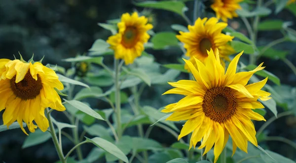 Girasoles en flor —  Fotos de Stock