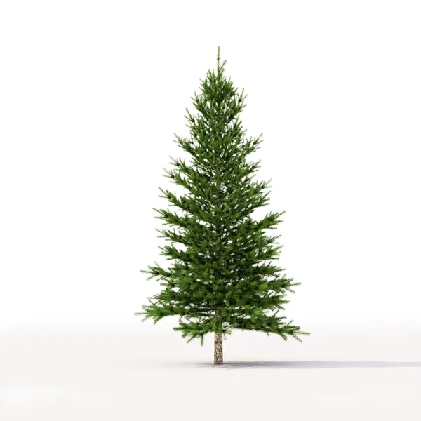 Spruce on white — Stock Photo, Image